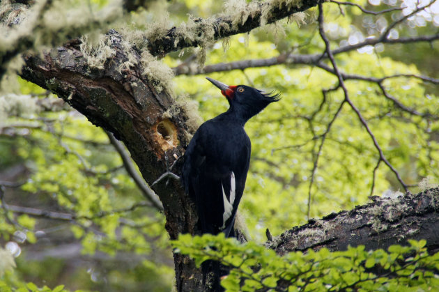 Specht Tierra del Fuego