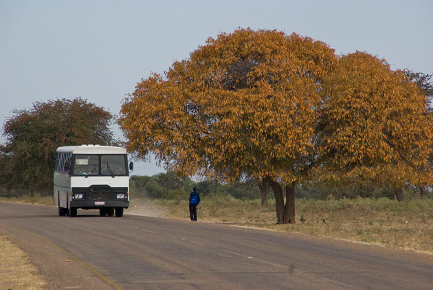 De bus naar Maun