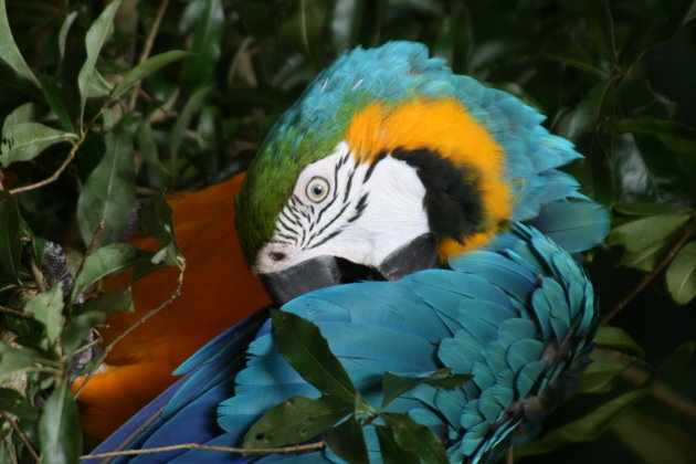 Indringende blik van een blauwgele ara