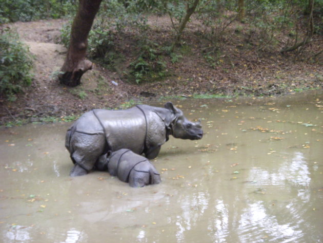 Rhino with child