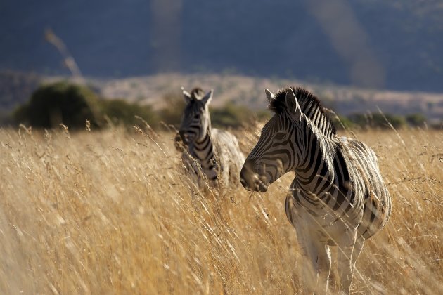 Burchell's Zebras