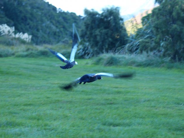2 paradijseenden die op vliegen in Picton Nieuw Zeeland