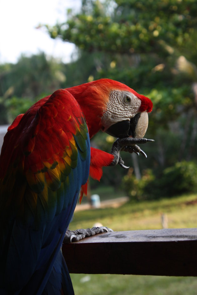 De buurman in de jungle