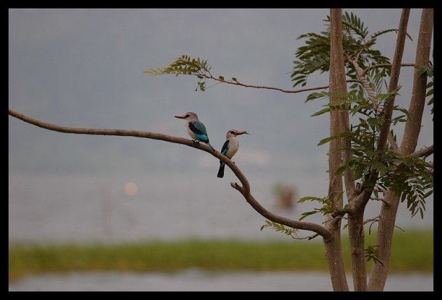 Woodland kingfisher