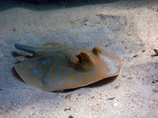 No tail spotted stingray