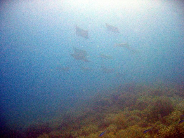 Manta rays op afstand