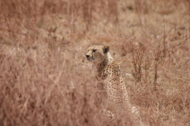 Cheetah camouflage