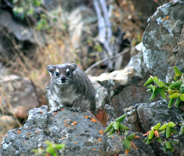 Dassie