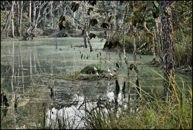 stukje natuur 