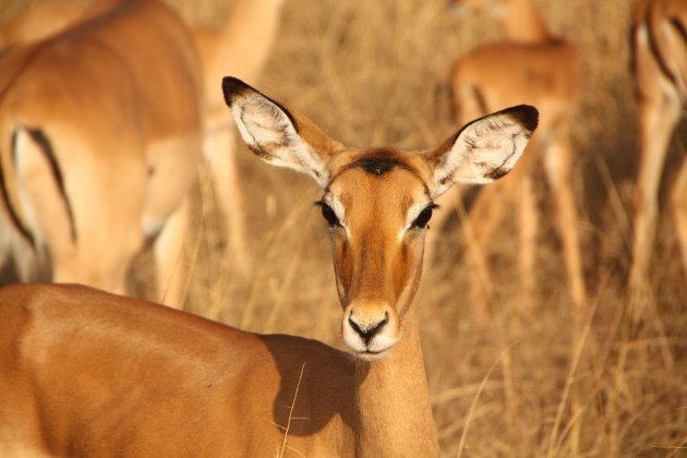 Close up van een gazelle.