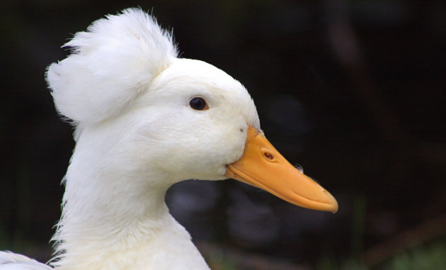 Vreemde vogel