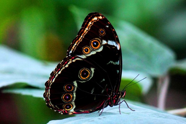 Zandoog vlinder