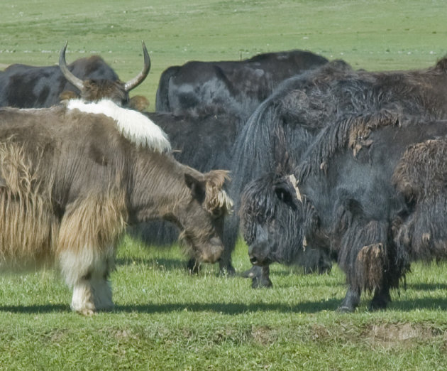 Power Yaks