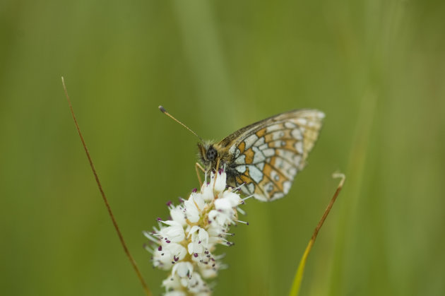 Butterfly holding on