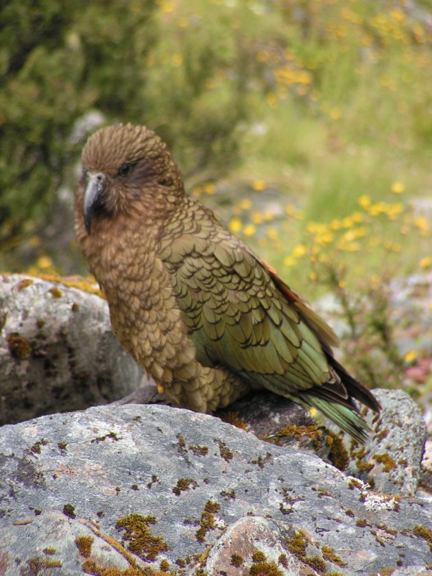 Kea; de terminator van Nieuw Zeeland!