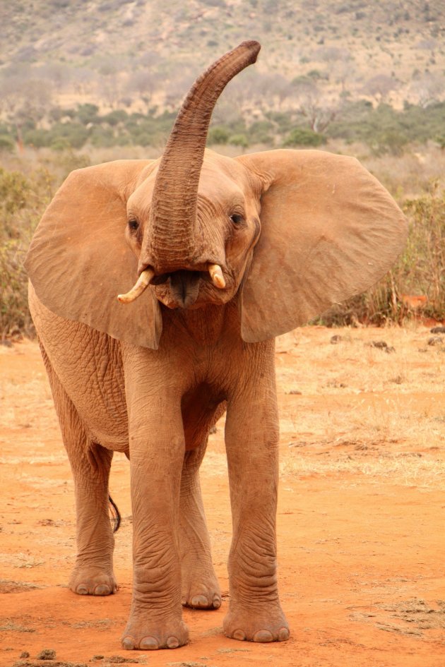 Jonge olifant 
