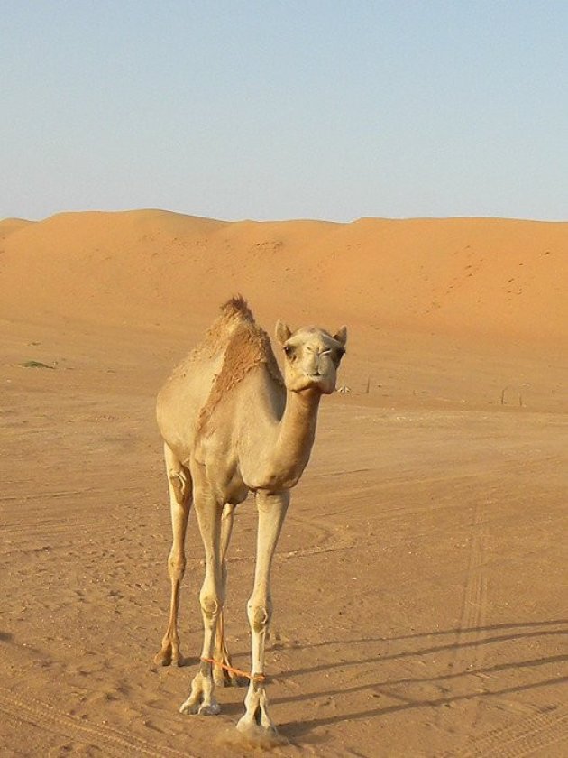 Nieuwsgierige kameel