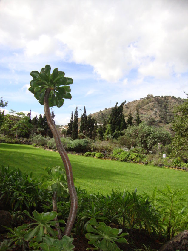 Botanische tuin Viera y Clavijo