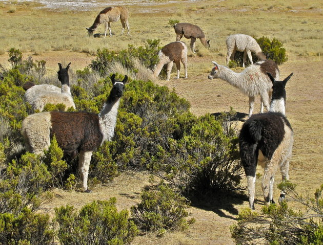 Lekker Lama