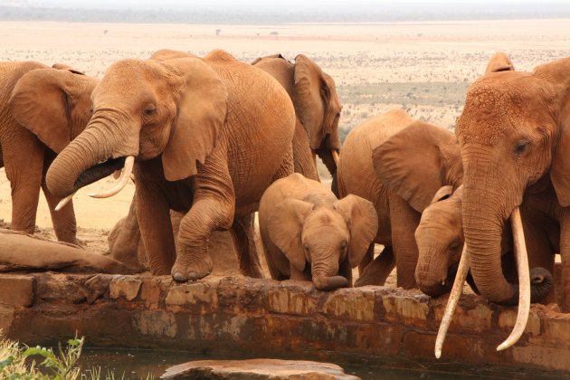 Een olifanten familie bij de waterput.