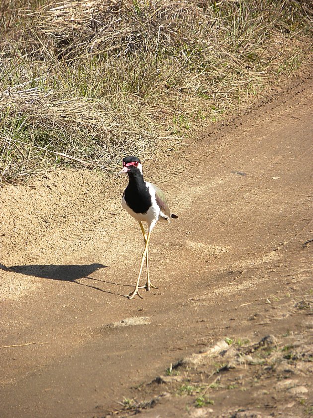 Red-Wattled Lapwing.