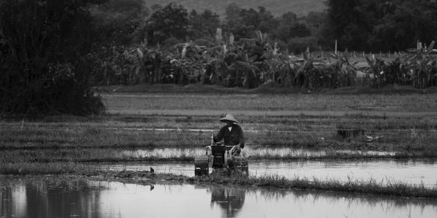 Ricefield worker