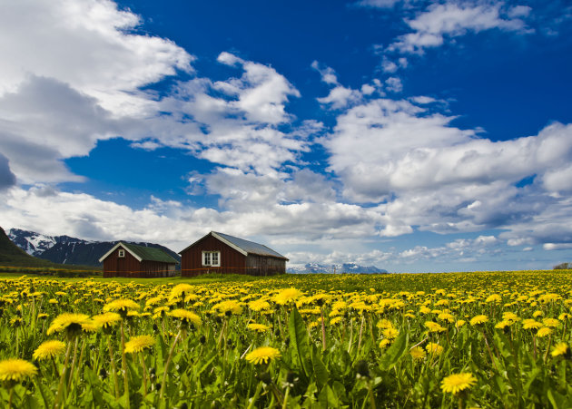 Perdenblumen