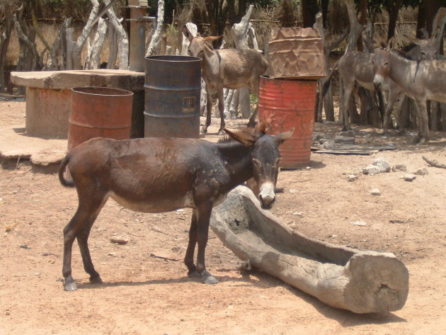 Ezels in een dorpje in Gambia
