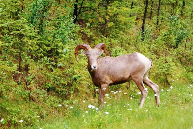 Dick-horn-sheep