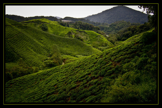 Cameron Highlands