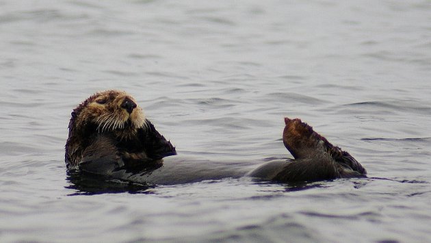 Zeeotter!