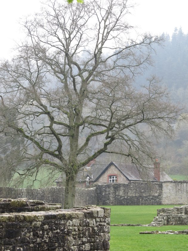 Tintern Abbey in Tintern, Wales