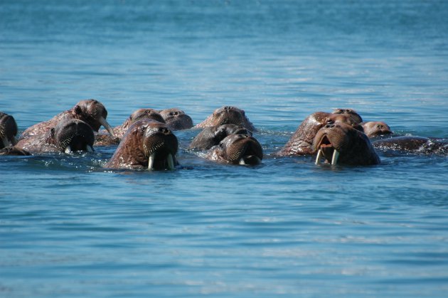 Walrussen in Kamchatka