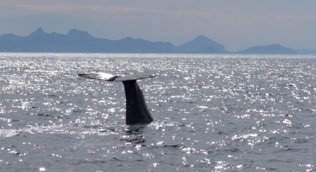 Walvis die duikt tijdens walvissafari in Andenes