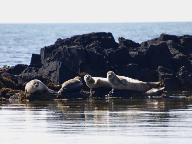 zeehonden; snaefelsness