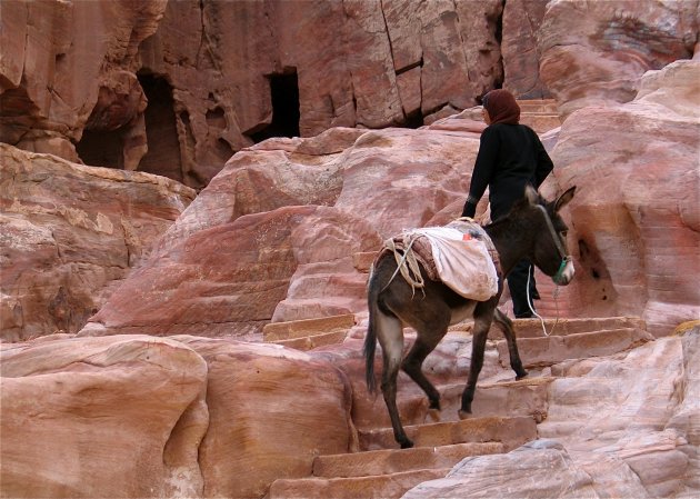 Petra 2008