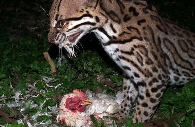 Ocelot