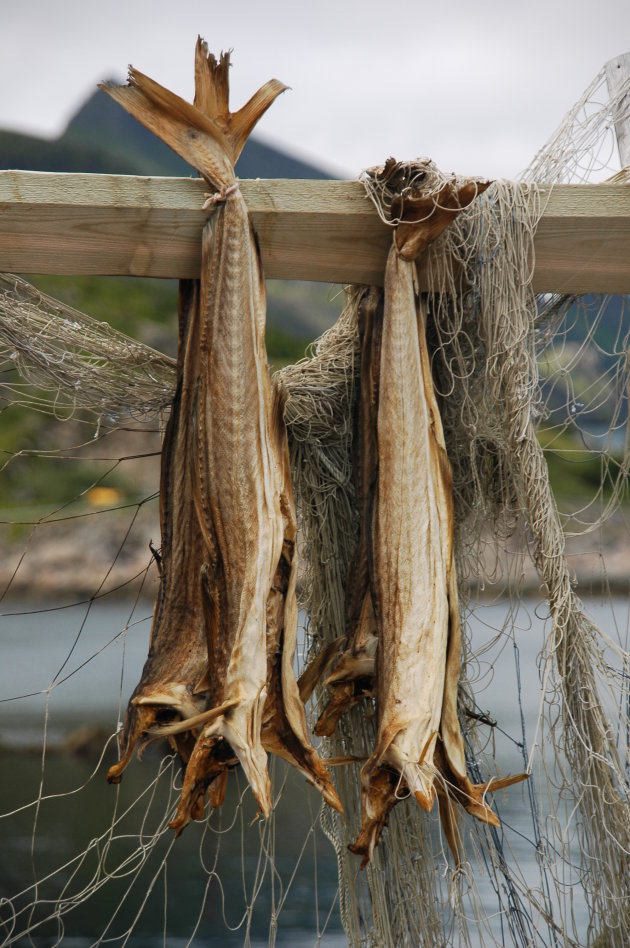 Stokvis drogend in de haven A