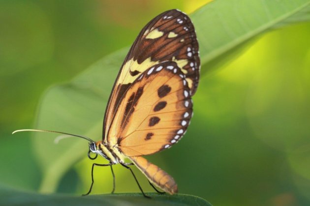 vlinder bij de iguazu watervallen, argentijnse kant