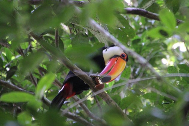 toekan bij de watervallen bij Iguazu