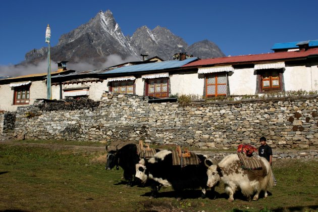 Yaks in Tengboche