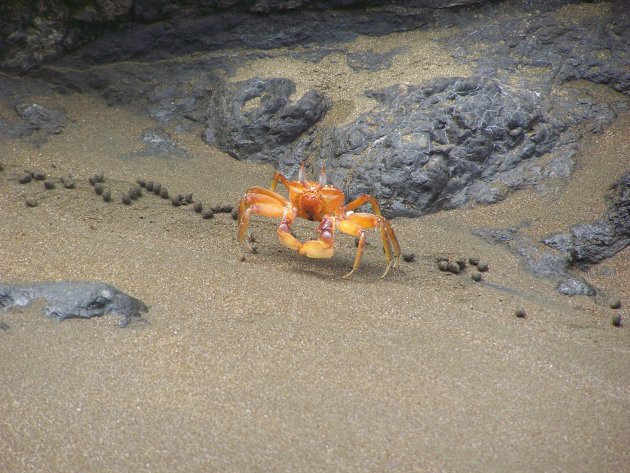 Krabbetje op het strand