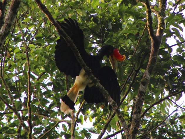 rhinoceros hornbill 