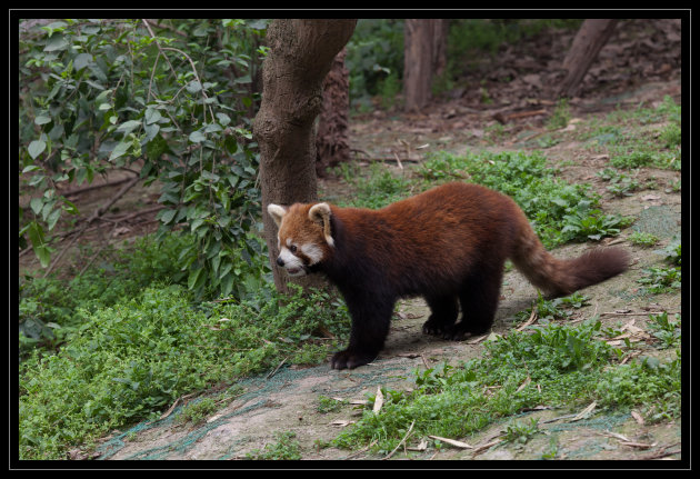 Kleine Panda