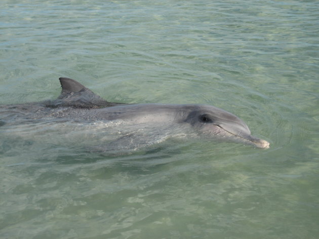 Monkey Mia dolfijnen voerderplaats in West Australie
