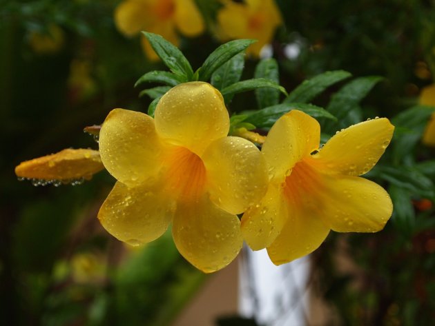 Tropische, natgeregende bloem