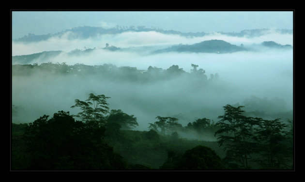 Sabah Tea