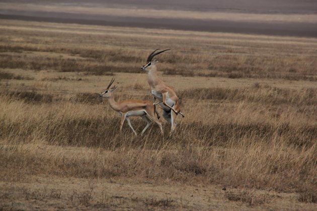 Gezellige gazelles
