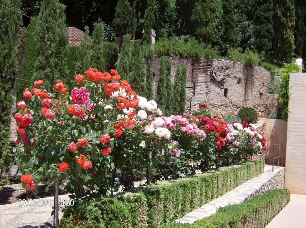 Bloeiende rozen in Het Alhambra