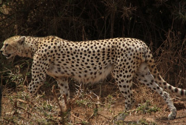 Cheetah aan de wandel